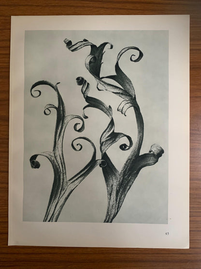 1929 Karl Blossfeldt Print - LARKSPUR DELPHINIUM - Abstract Photogravure - Plant Tree - Botanical Wall Art - 9.5 x 12 Inch