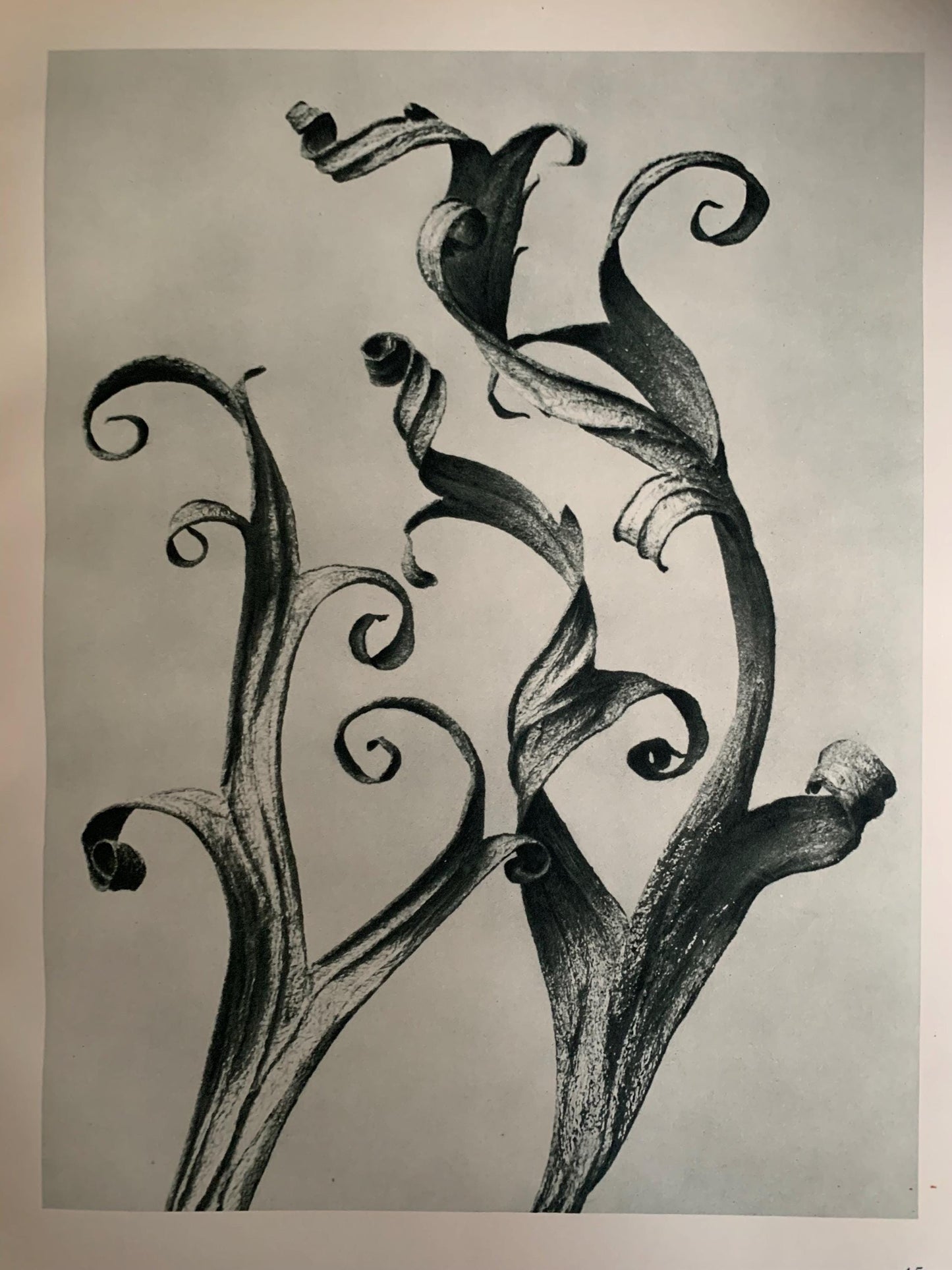 1929 Karl Blossfeldt Print - LARKSPUR DELPHINIUM - Abstract Photogravure - Plant Tree - Botanical Wall Art - 9.5 x 12 Inch