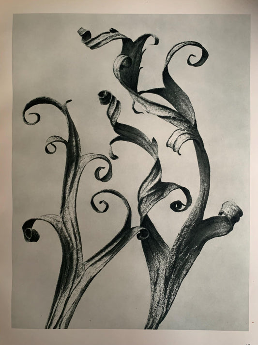 1929 Karl Blossfeldt Print - LARKSPUR DELPHINIUM - Abstract Photogravure - Plant Tree - Botanical Wall Art - 9.5 x 12 Inch