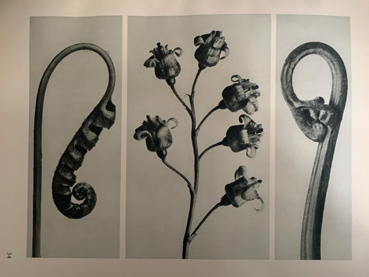 1929 Karl Blossfeldt Print - FERN & BRACKEN - Abstract Photogravure - Plant Tree - Botanical Wall Art - 9.5 x 12 Inch