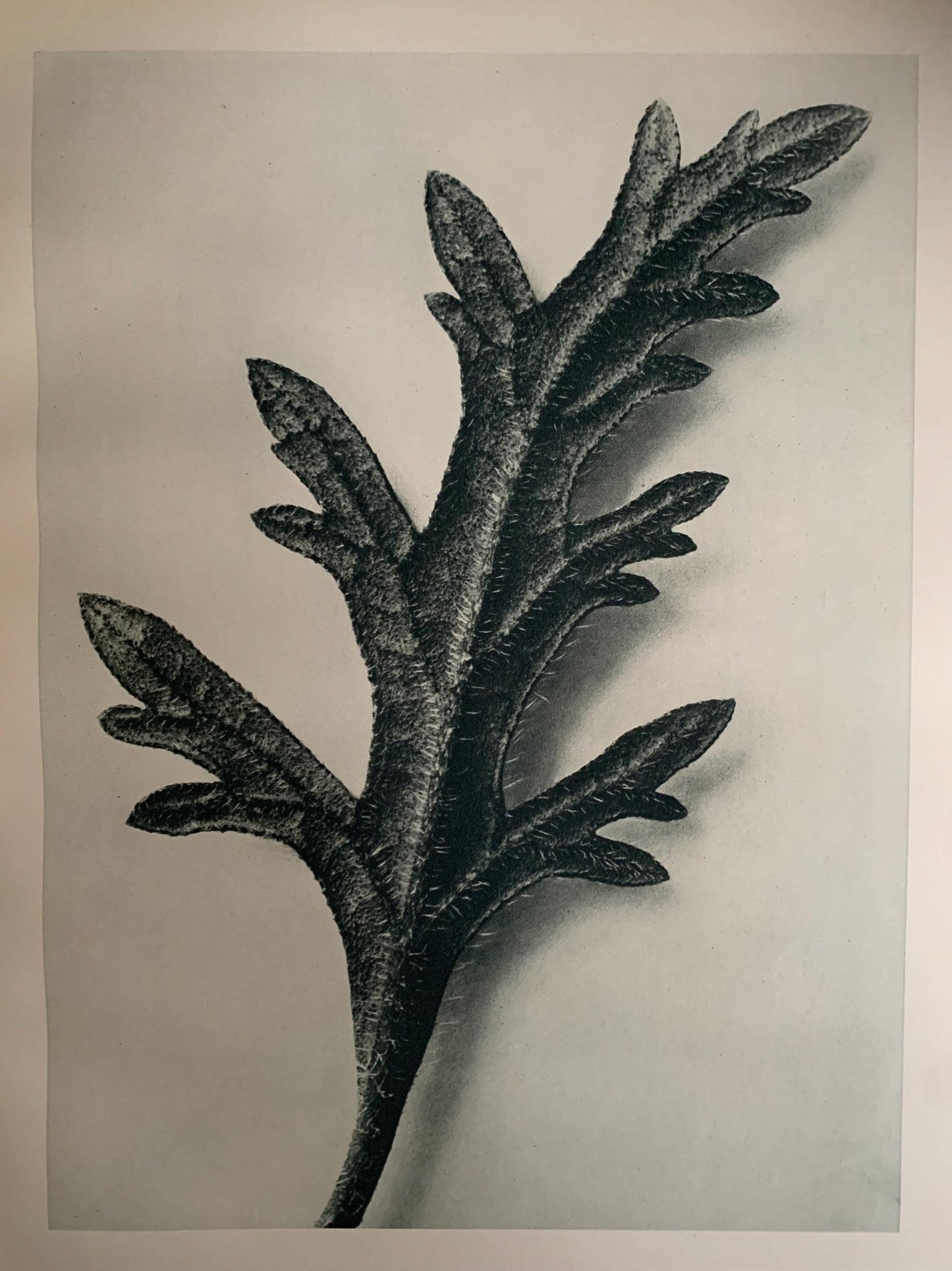 1929 Karl Blossfeldt Print - VERBENA CANADENSIS - Abstract Photogravure - Plant Tree - Botanical Wall Art - 9.5 x 12 Inch