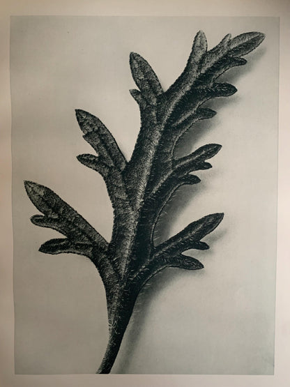 1929 Karl Blossfeldt Print - VERBENA CANADENSIS - Abstract Photogravure - Plant Tree - Botanical Wall Art - 9.5 x 12 Inch