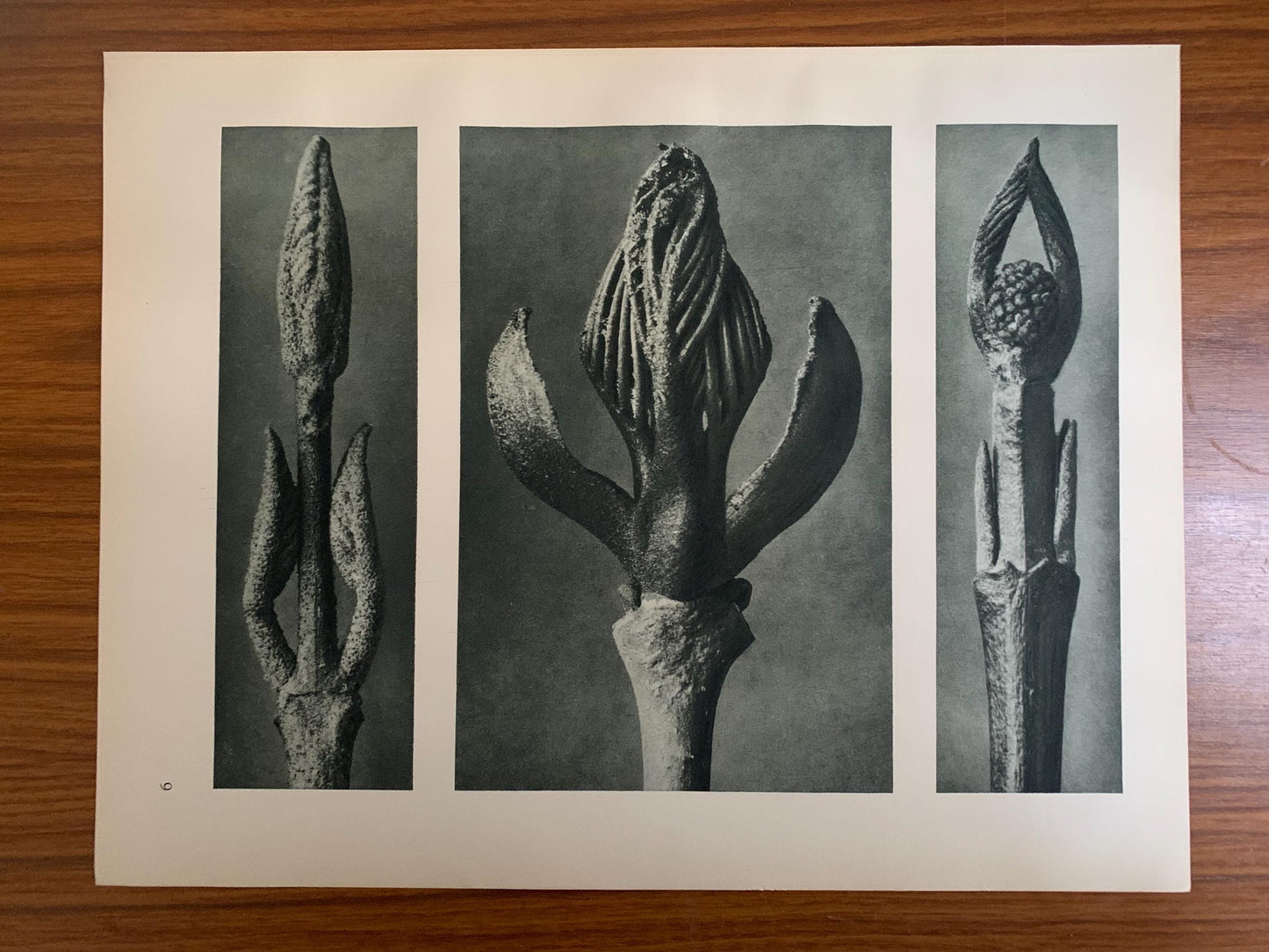 1929 Karl Blossfeldt Print - FLOWERING ASH & DOGWOOD - Abstract Photogravure - Plant Tree - Botanical Wall Art - 9.5 x 12 Inch