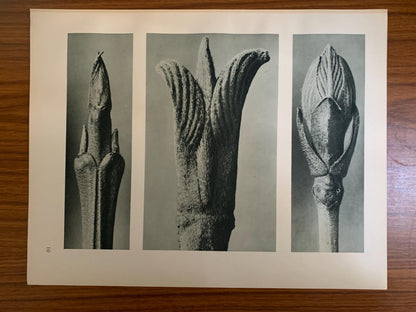 1929 Karl Blossfeldt Print - DOGWOOD & GUELDER ROSE - Abstract Photogravure - Plant Tree - Botanical Wall Art - 9.5 x 12 Inch