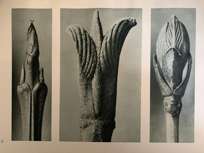 1929 Karl Blossfeldt Print - DOGWOOD & GUELDER ROSE - Abstract Photogravure - Plant Tree - Botanical Wall Art - 9.5 x 12 Inch