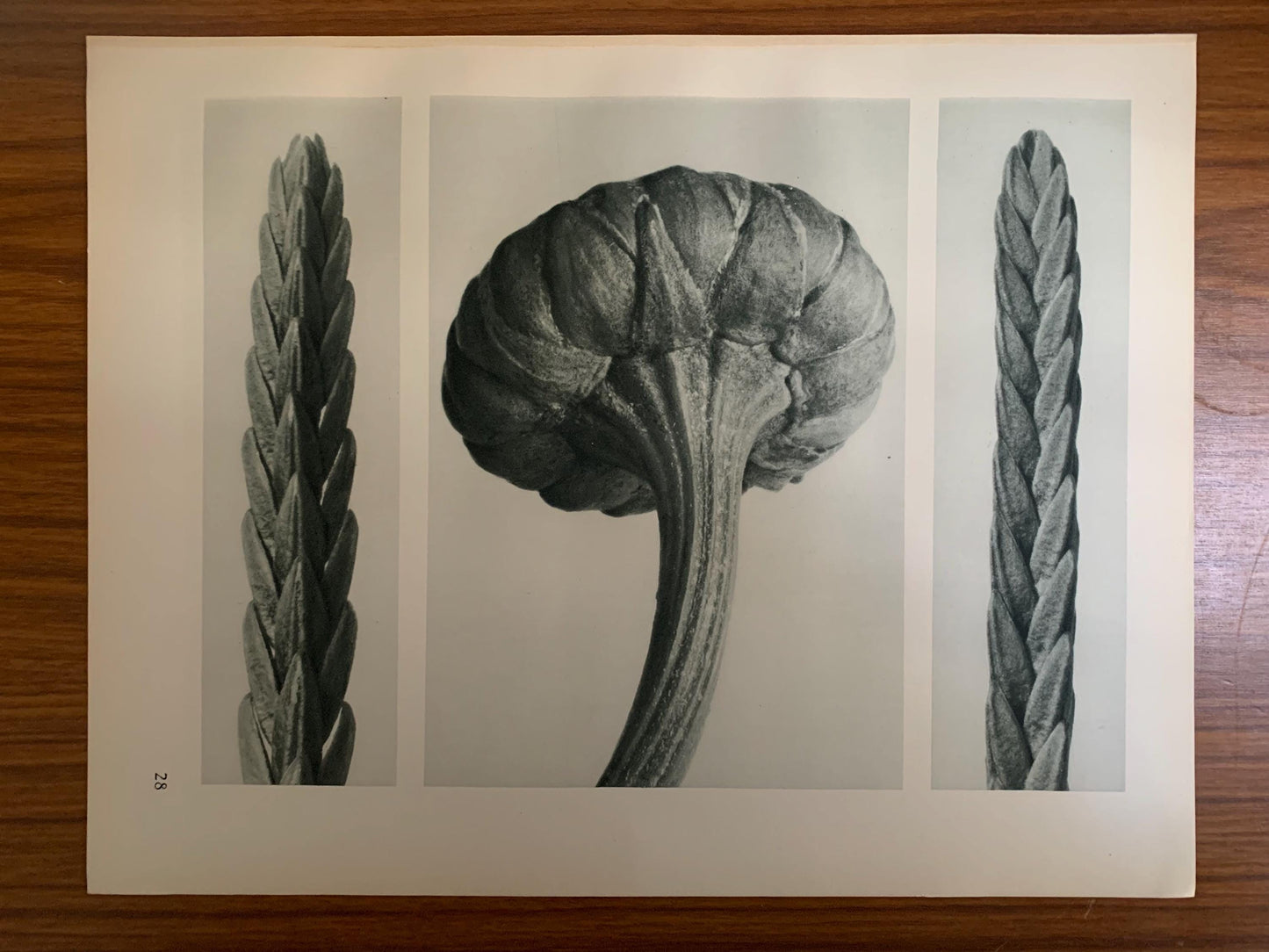 1929 Karl Blossfeldt Print - HEATHER & DAISY - Abstract Photogravure - Plant Tree - Botanical Wall Art - 9.5 x 12 Inch