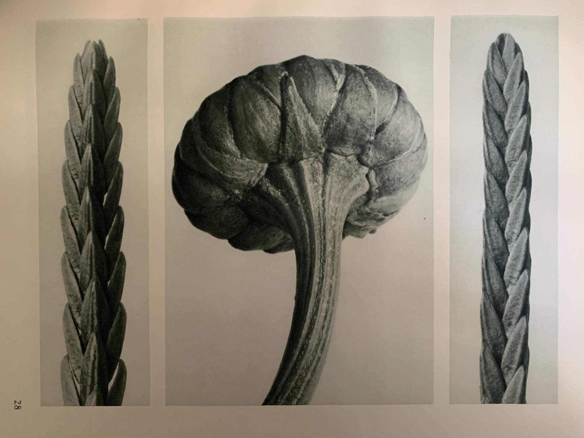 1929 Karl Blossfeldt Print - HEATHER & DAISY - Abstract Photogravure - Plant Tree - Botanical Wall Art - 9.5 x 12 Inch