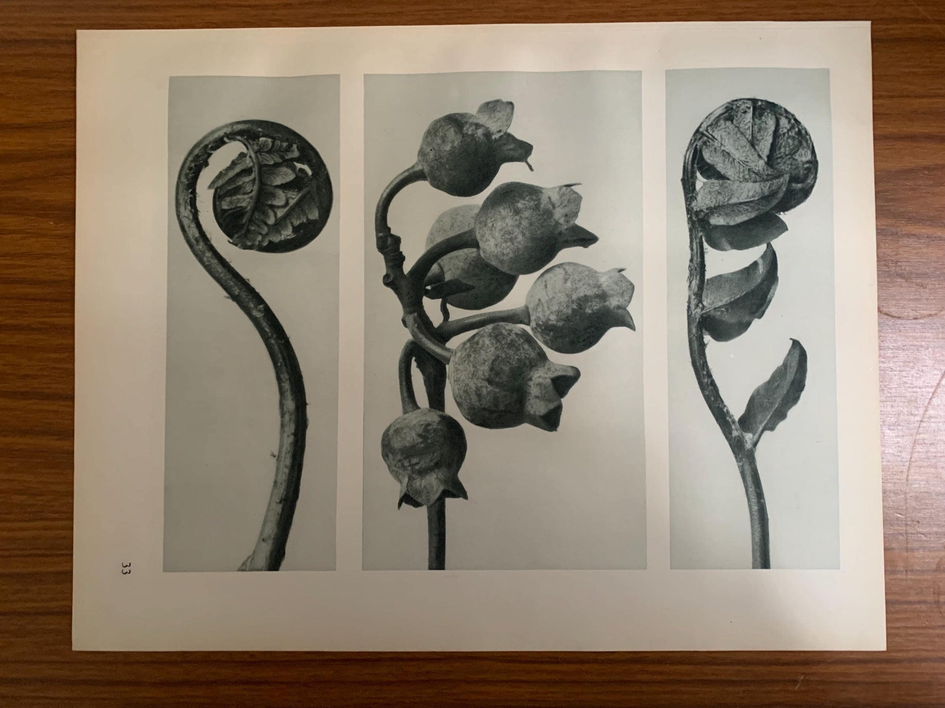 1929 Karl Blossfeldt Print - BLUEBERRY & SHIELD FERN - Abstract Photogravure - Plant Tree - Botanical Wall Art - 9.5 x 12 Inch