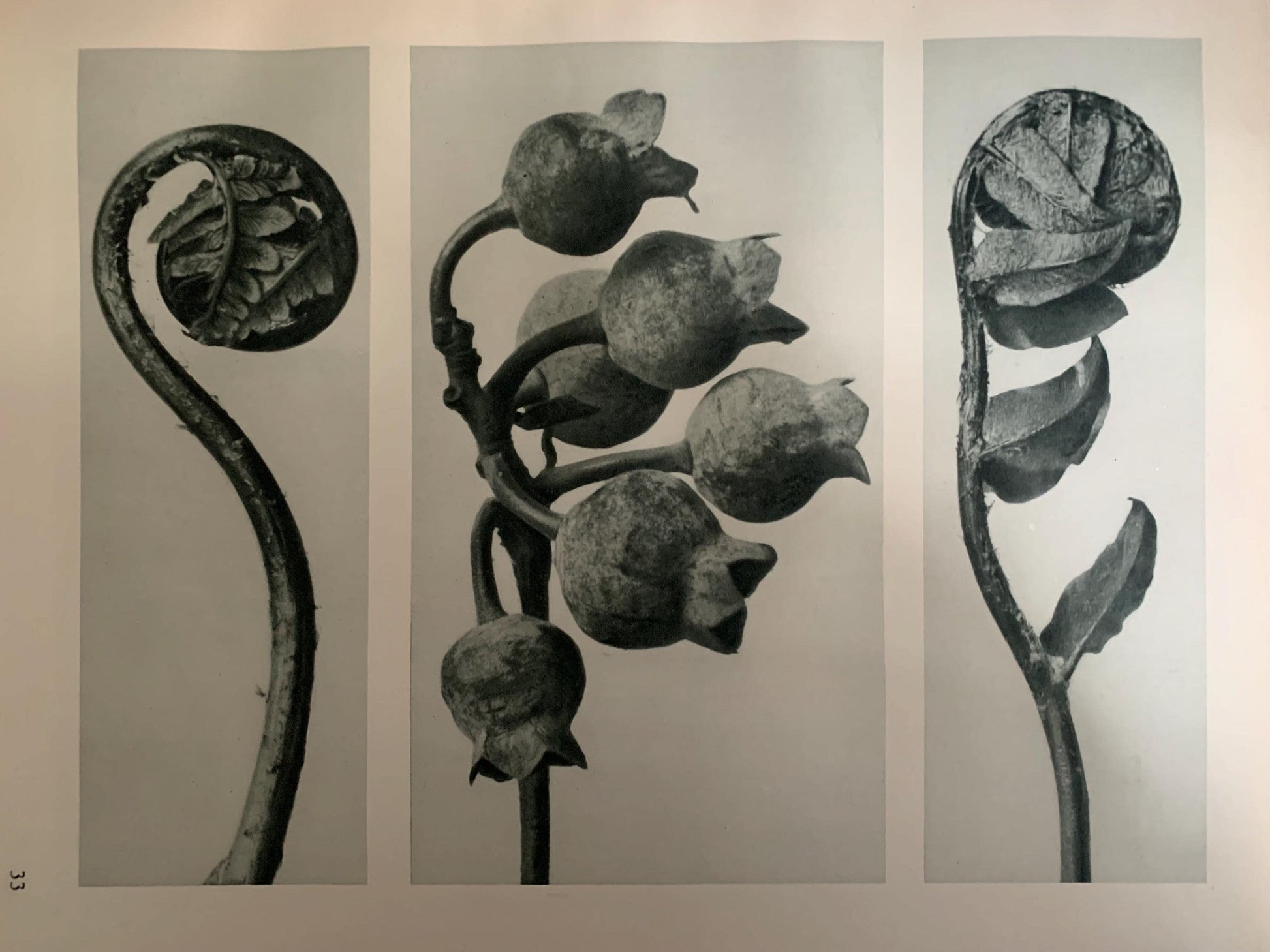 1929 Karl Blossfeldt Print - BLUEBERRY & SHIELD FERN - Abstract Photogravure - Plant Tree - Botanical Wall Art - 9.5 x 12 Inch