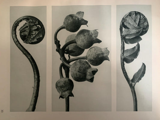 1929 Karl Blossfeldt Print - BLUEBERRY & SHIELD FERN - Abstract Photogravure - Plant Tree - Botanical Wall Art - 9.5 x 12 Inch