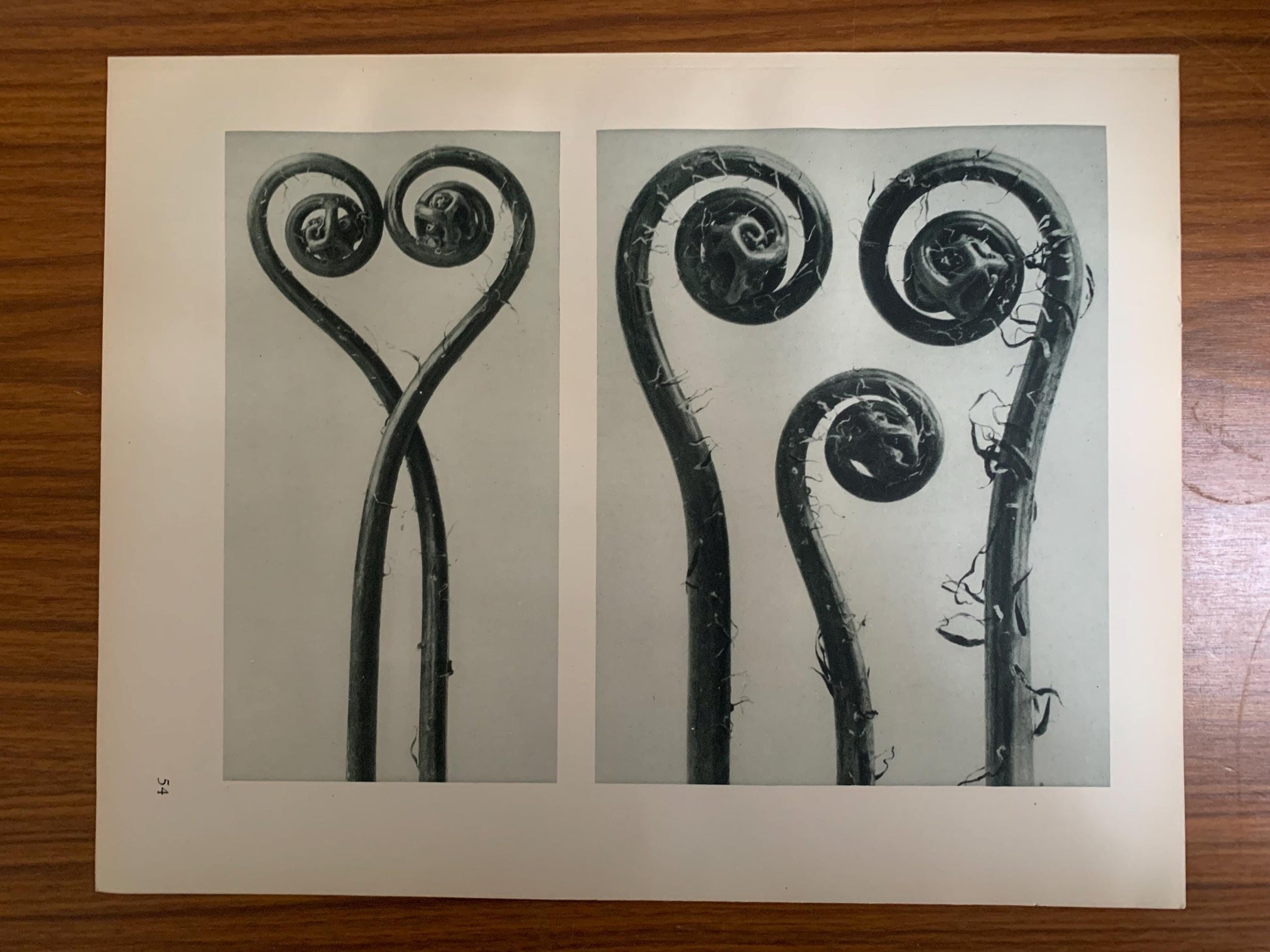 1929 Karl Blossfeldt Print - AMERICAN MAIDENHAIR FERN - Abstract Photogravure - Plant Tree - Botanical Wall Art - 9.5 x 12 Inch