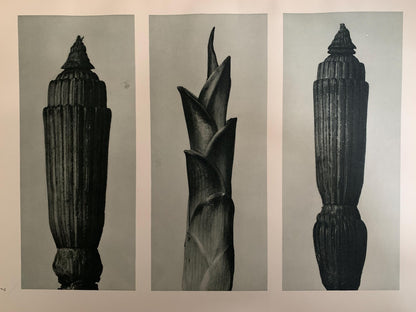 1929 Karl Blossfeldt Print - WINTER HORSETAIL - Abstract Photogravure - Plant Tree - Botanical Wall Art - 9.5 x 12 Inch