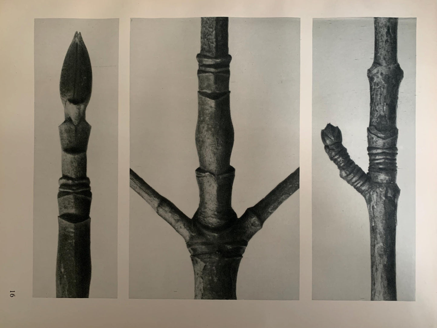 1929 Karl Blossfeldt Print - PACIFIC DOGWOOD - Abstract Photogravure - Plant Tree - Botanical Wall Art - 9.5 x 12 Inch