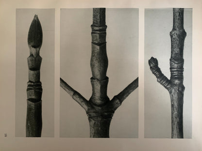 1929 Karl Blossfeldt Print - PACIFIC DOGWOOD - Abstract Photogravure - Plant Tree - Botanical Wall Art - 9.5 x 12 Inch