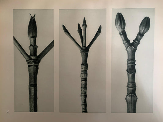 1929 Karl Blossfeldt Print - DOGWOOD & MAPLE TREE Branch - Abstract Photogravure - Plant Tree - Botanical Wall Art - 9.5 x 12 Inch