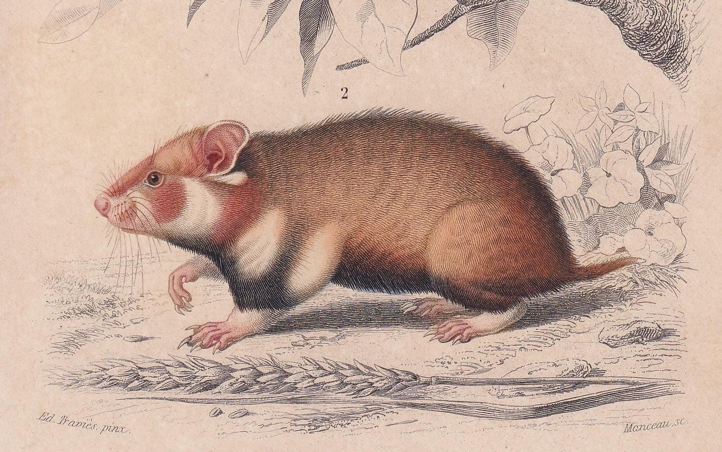 1861 GIANT SQUIRREL & HAMSTER Print - Hand-Coloured Antique Print - Orbigny - Animal Wall Art - Gift Decor - 5.75 x 9.75 Inch