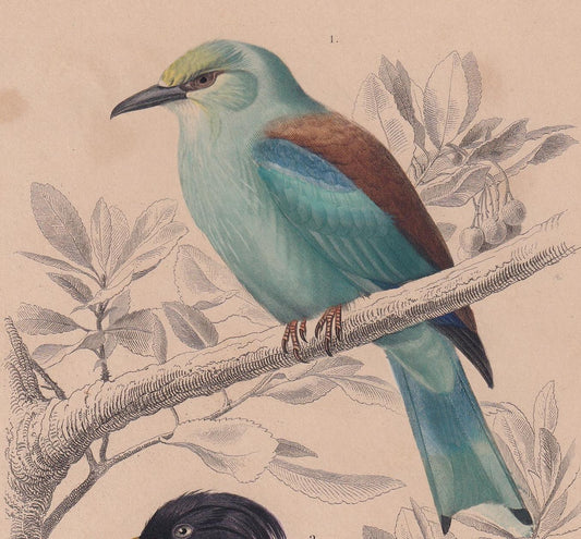 1861 ROLLER & ROSY STARLING Bird Print - Hand-Coloured Antique Print - Orbigny - Animal Wall Art - Gift Decor - 5.75 x 9.75 I