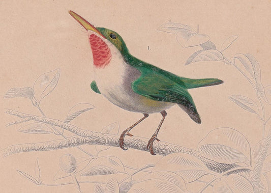 1861 BANDED BROADBILL & TODY Bird Print - Hand-Coloured Antique Print - Orbigny - Animal Wall Art - Gift Decor - 5.75 x 9.75 