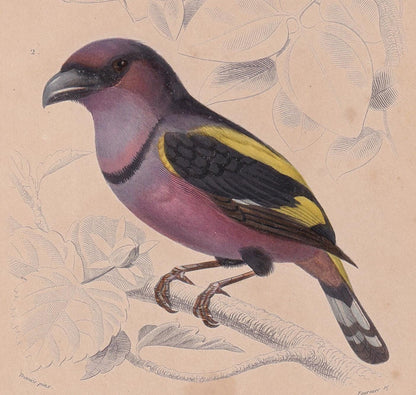 1861 BANDED BROADBILL & TODY Bird Print - Hand-Coloured Antique Print - Orbigny - Animal Wall Art - Gift Decor - 5.75 x 9.75 