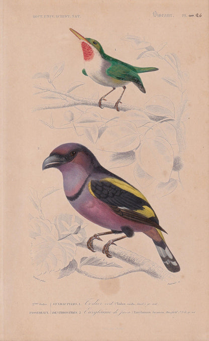 1861 BANDED BROADBILL & TODY Bird Print - Hand-Coloured Antique Print - Orbigny - Animal Wall Art - Gift Decor - 5.75 x 9.75 