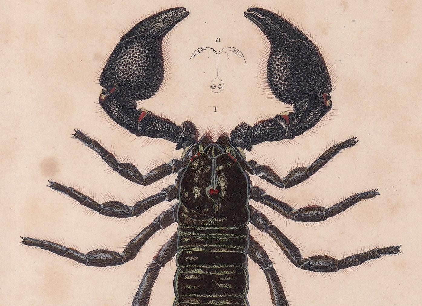 1861 AFRICAN SCORPION Print - Hand-Coloured Antique Print - Orbigny - Animal Wall Art - Gift Decor - 19th Century - 5.75 x 9.