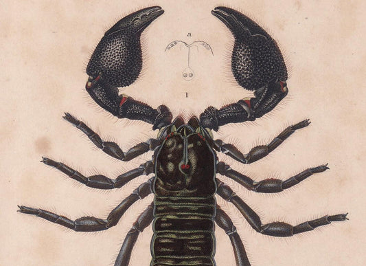 1861 AFRICAN SCORPION Print - Hand-Coloured Antique Print - Orbigny - Animal Wall Art - Gift Decor - 19th Century - 5.75 x 9.