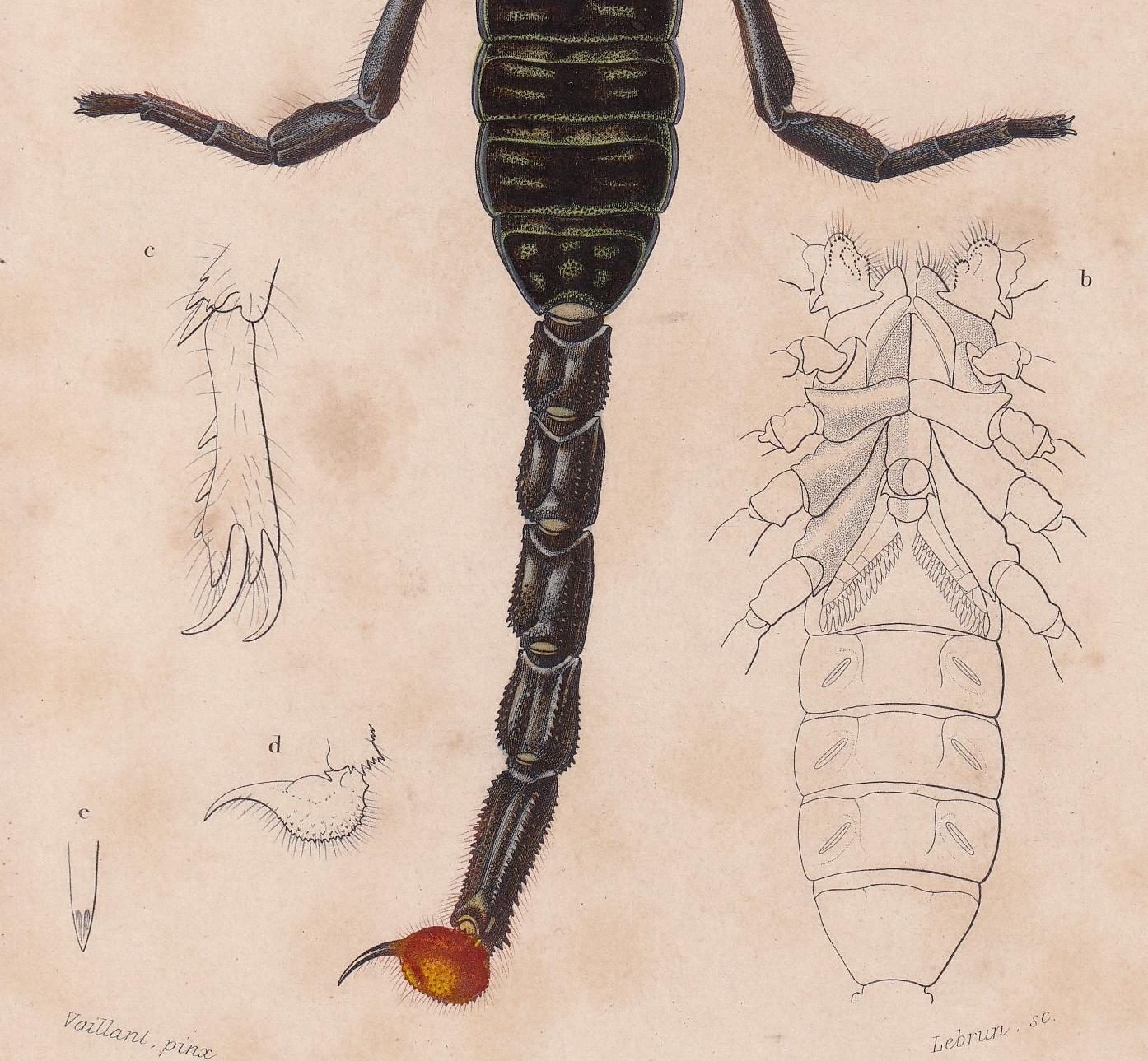 1861 AFRICAN SCORPION Print - Hand-Coloured Antique Print - Orbigny - Animal Wall Art - Gift Decor - 19th Century - 5.75 x 9.