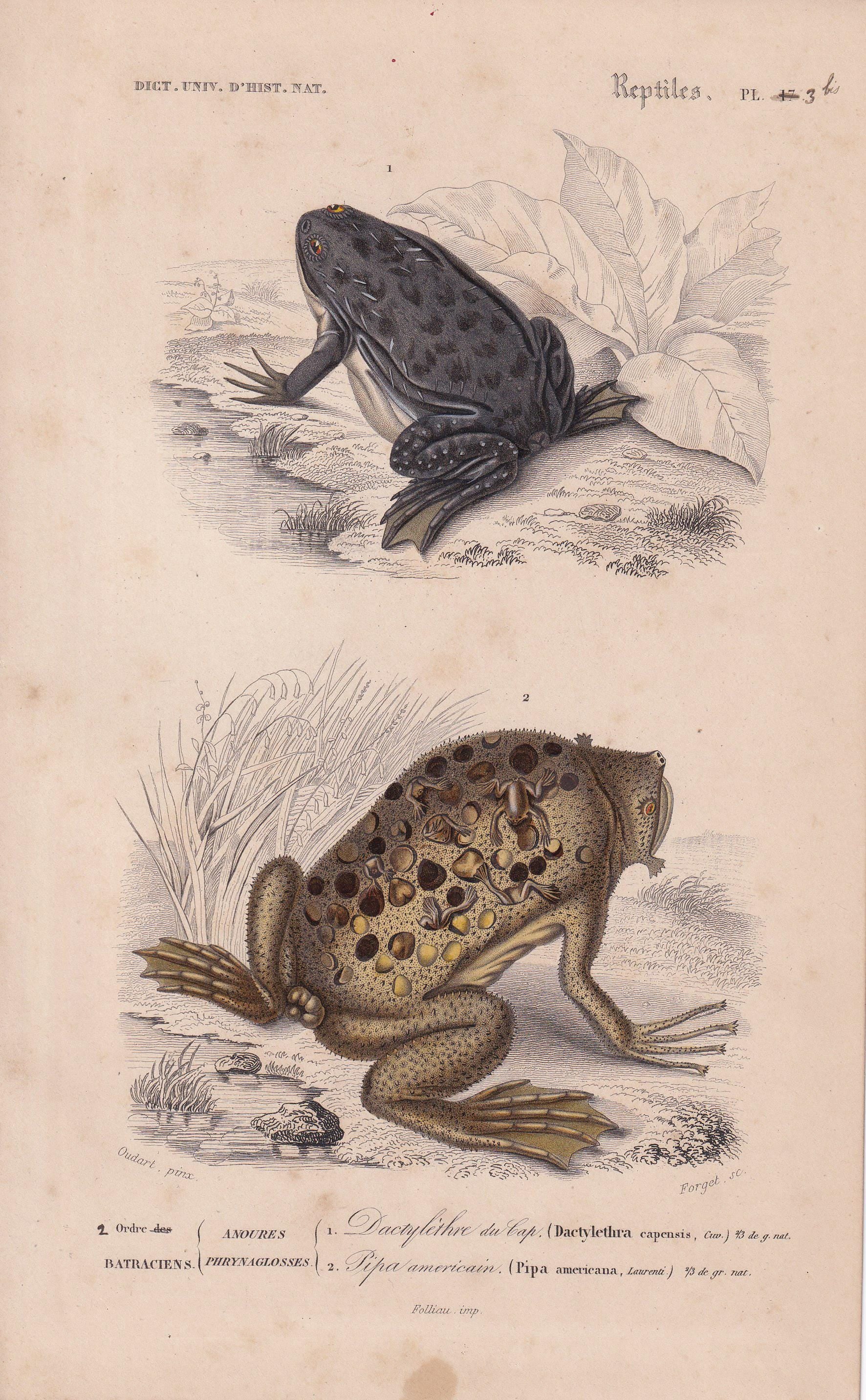 1861 SURINAM TOAD & African Clawed Frog Print - Hand-Coloured Antique - Orbigny - Animal Wall Art - Gift Decor - 5.75 x 9.75 Inches