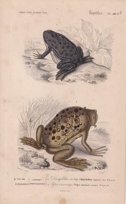 1861 SURINAM TOAD & African Clawed Frog Print - Hand-Coloured Antique - Orbigny - Animal Wall Art - Gift Decor - 5.75 x 9.75 Inches