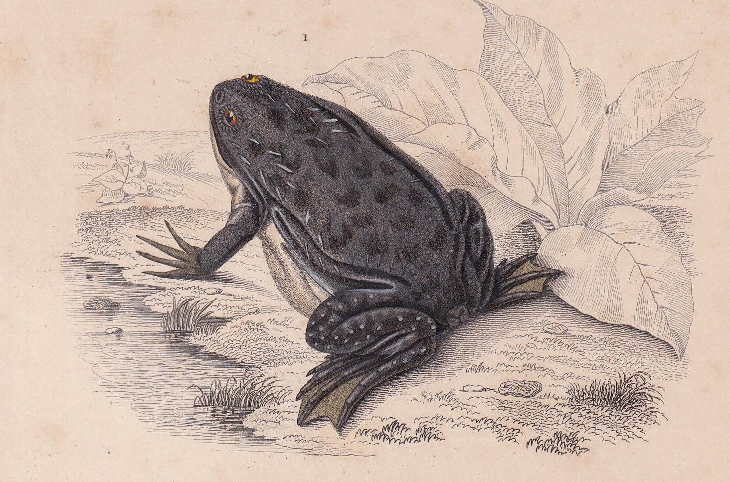 1861 SURINAM TOAD & African Clawed Frog Print - Hand-Coloured Antique - Orbigny - Animal Wall Art - Gift Decor - 5.75 x 9.75 Inches