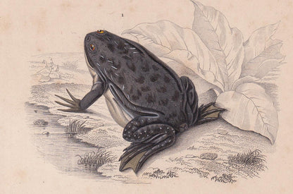 1861 SURINAM TOAD & African Clawed Frog Print - Hand-Coloured Antique - Orbigny - Animal Wall Art - Gift Decor - 5.75 x 9.75 Inches