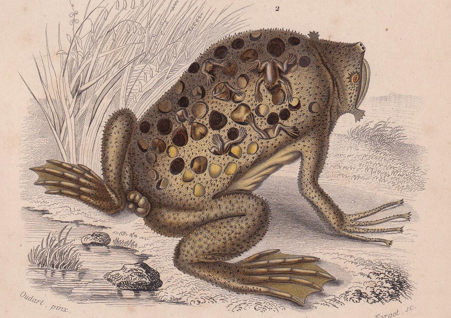 1861 SURINAM TOAD & African Clawed Frog Print - Hand-Coloured Antique - Orbigny - Animal Wall Art - Gift Decor - 5.75 x 9.75 Inches