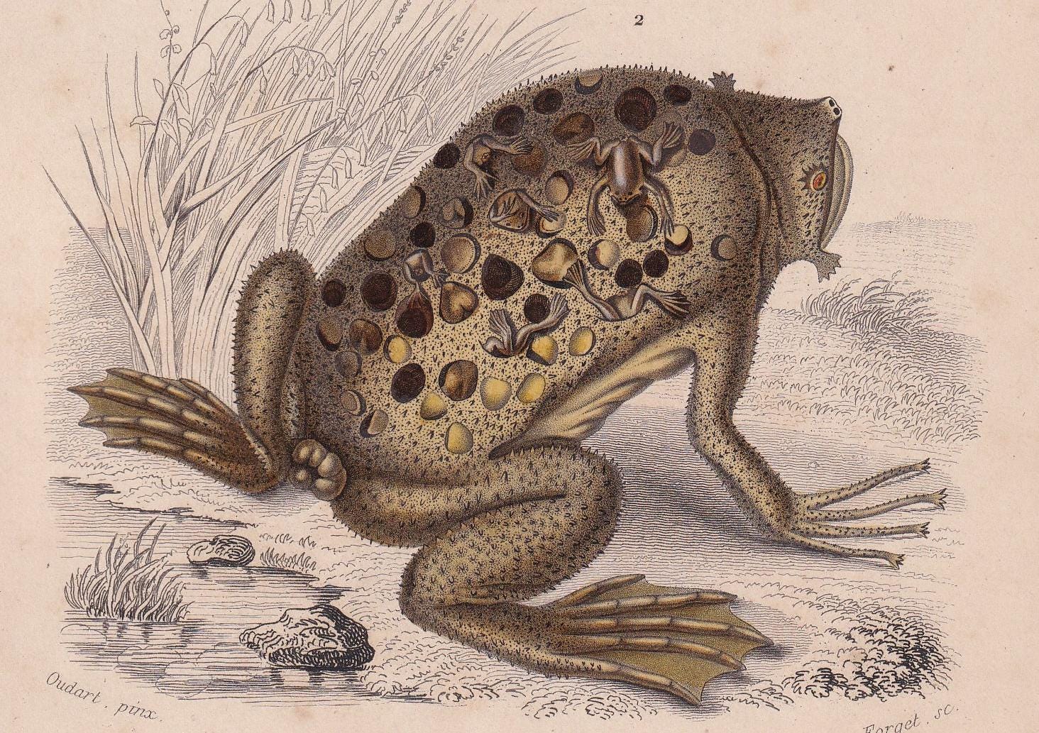 1861 SURINAM TOAD & African Clawed Frog Print - Hand-Coloured Antique - Orbigny - Animal Wall Art - Gift Decor - 5.75 x 9.75 Inches