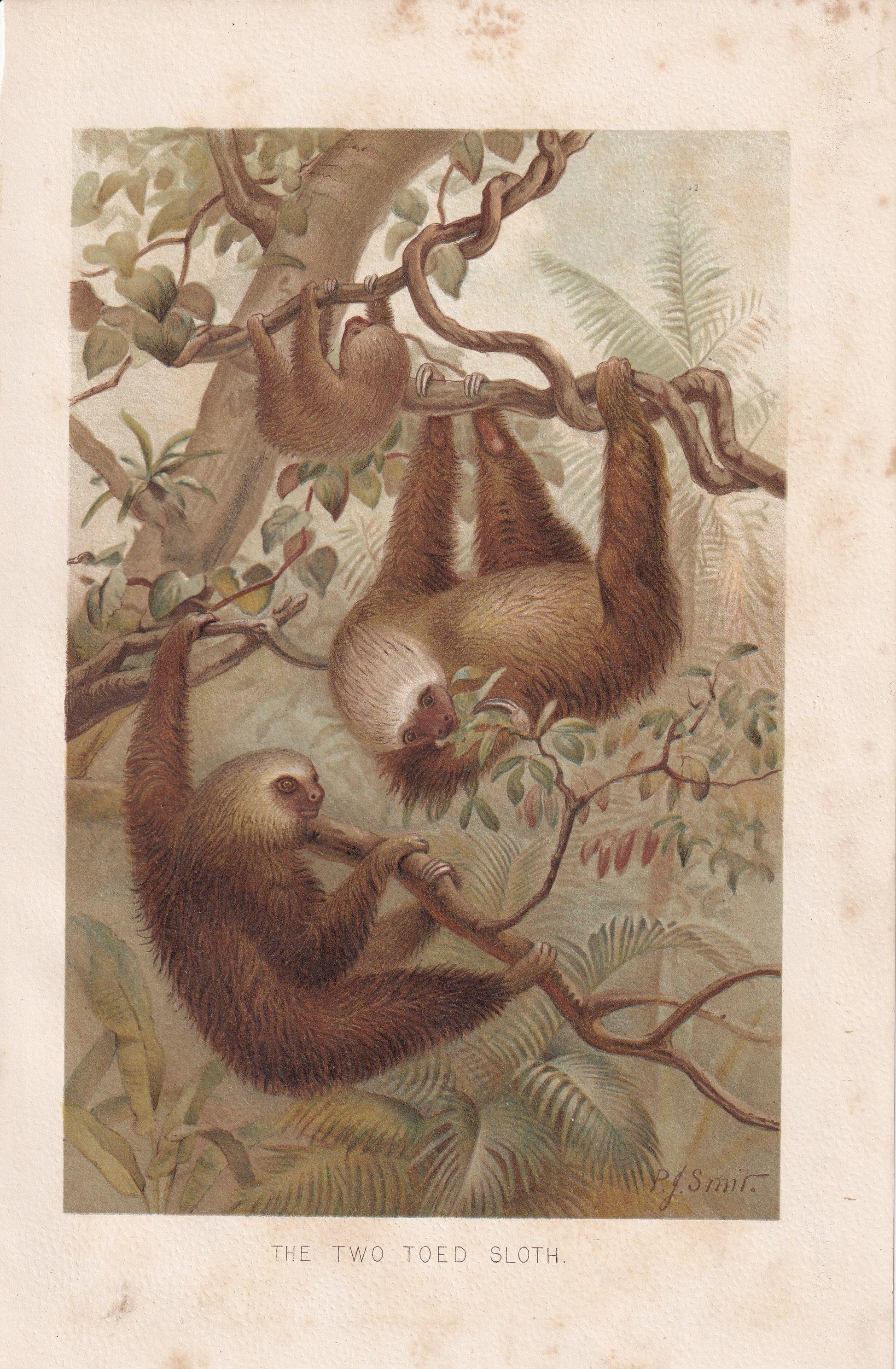1894 TWO-TOED SLOTH Print - 19th Century Antique Print - Animal Wall Art - Gift Decor - 6.75 x 10 Inches