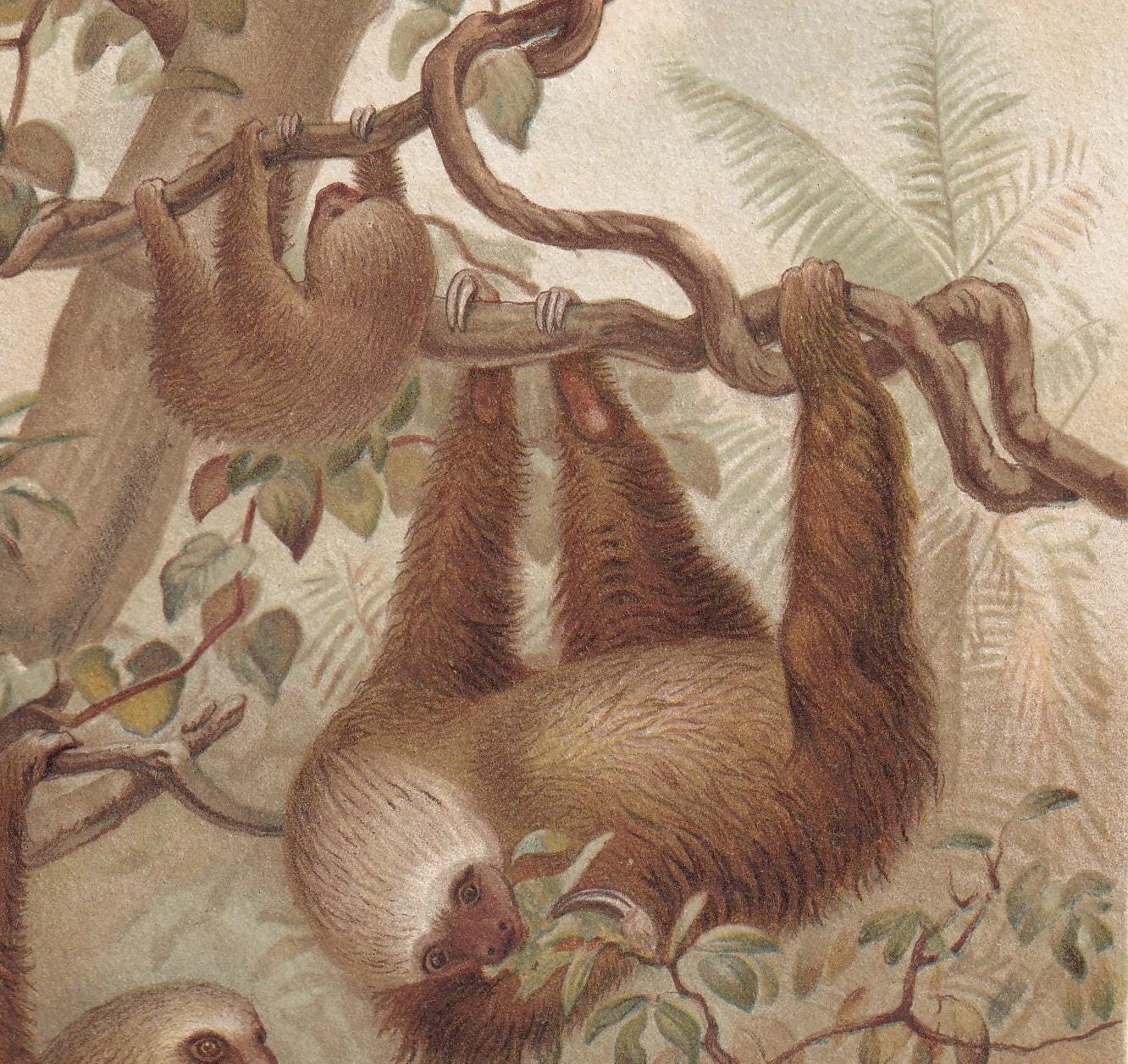 1894 TWO-TOED SLOTH Print - 19th Century Antique Print - Animal Wall Art - Gift Decor - 6.75 x 10 Inches