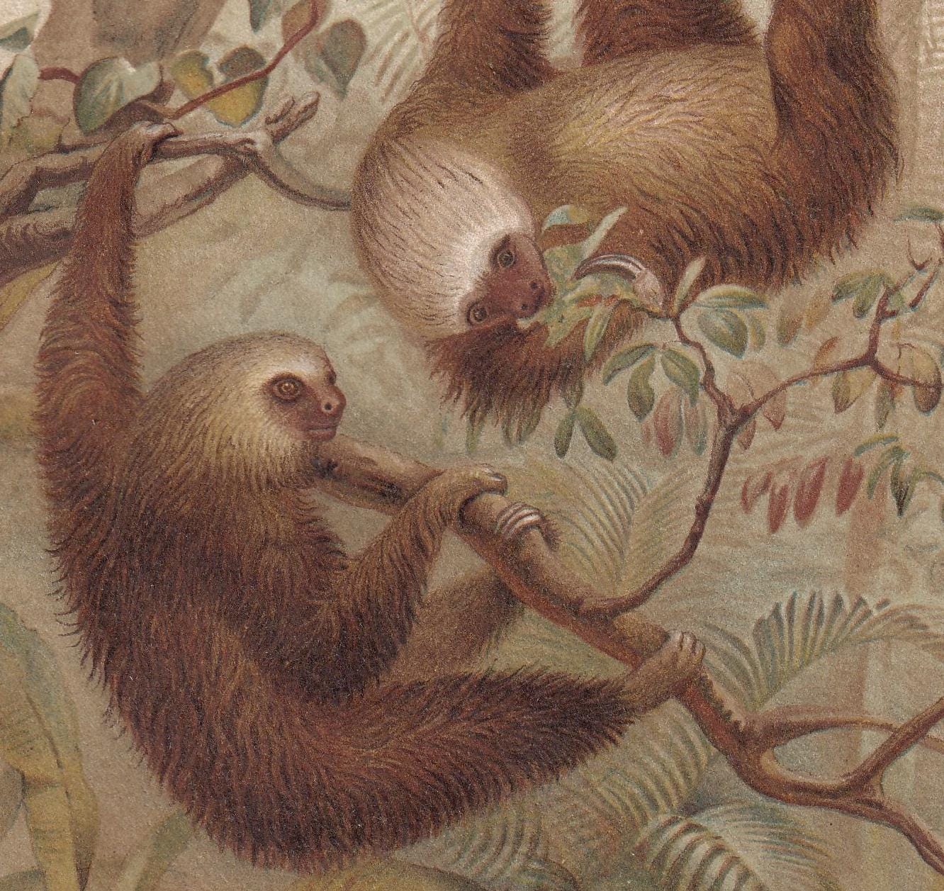 1894 TWO-TOED SLOTH Print - 19th Century Antique Print - Animal Wall Art - Gift Decor - 6.75 x 10 Inches