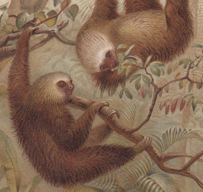 1894 TWO-TOED SLOTH Print - 19th Century Antique Print - Animal Wall Art - Gift Decor - 6.75 x 10 Inches
