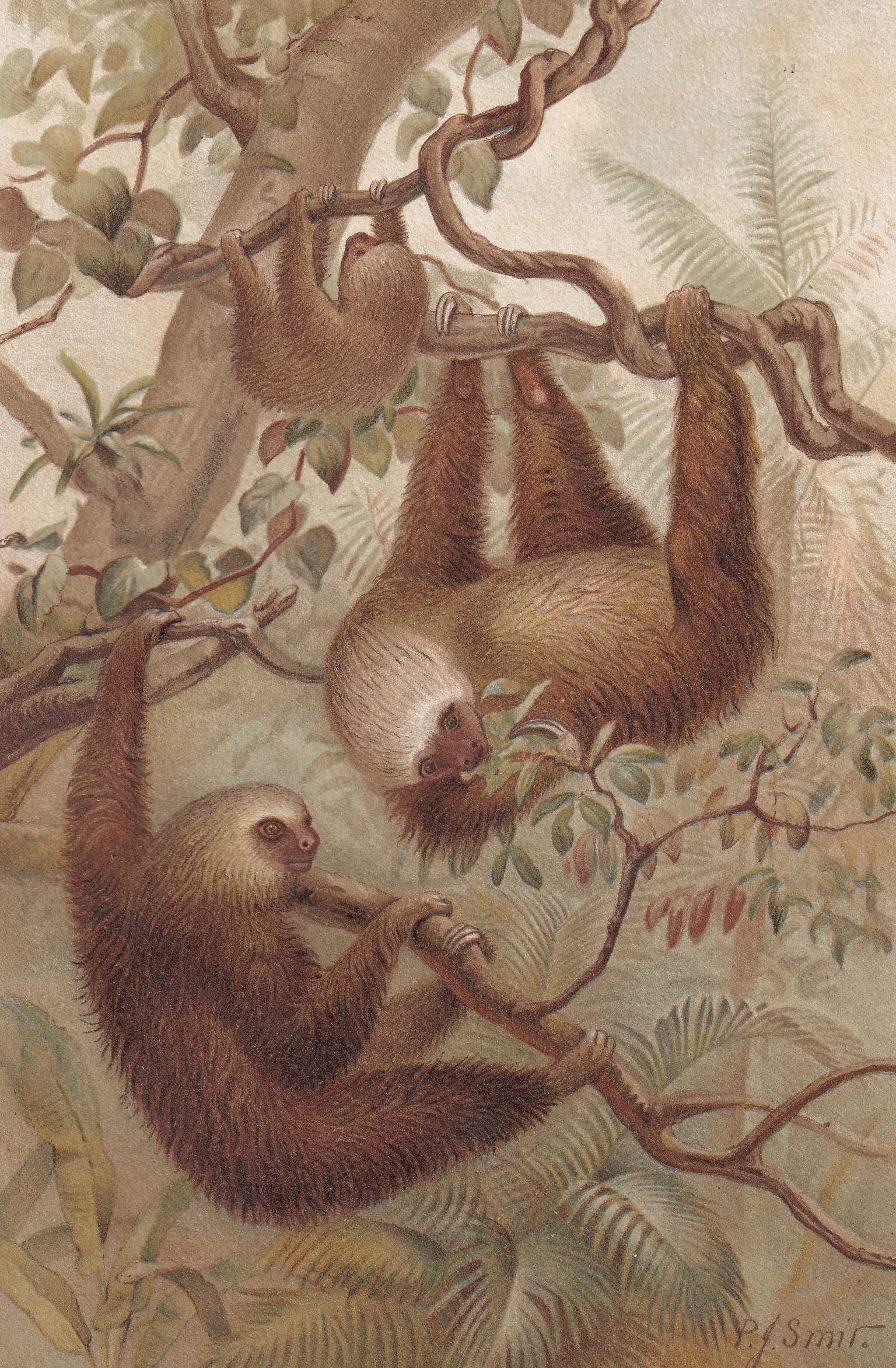 1894 TWO-TOED SLOTH Print - 19th Century Antique Print - Animal Wall Art - Gift Decor - 6.75 x 10 Inches