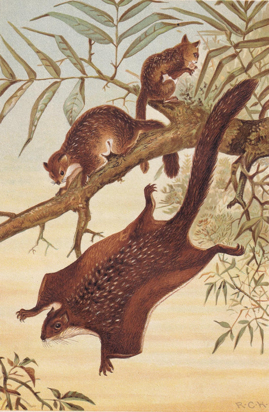 1894 FLYING SQUIRREL Print - 19th Century Antique Print - Animal Wall Art - Gift Decor - 6.75 x 10 Inches