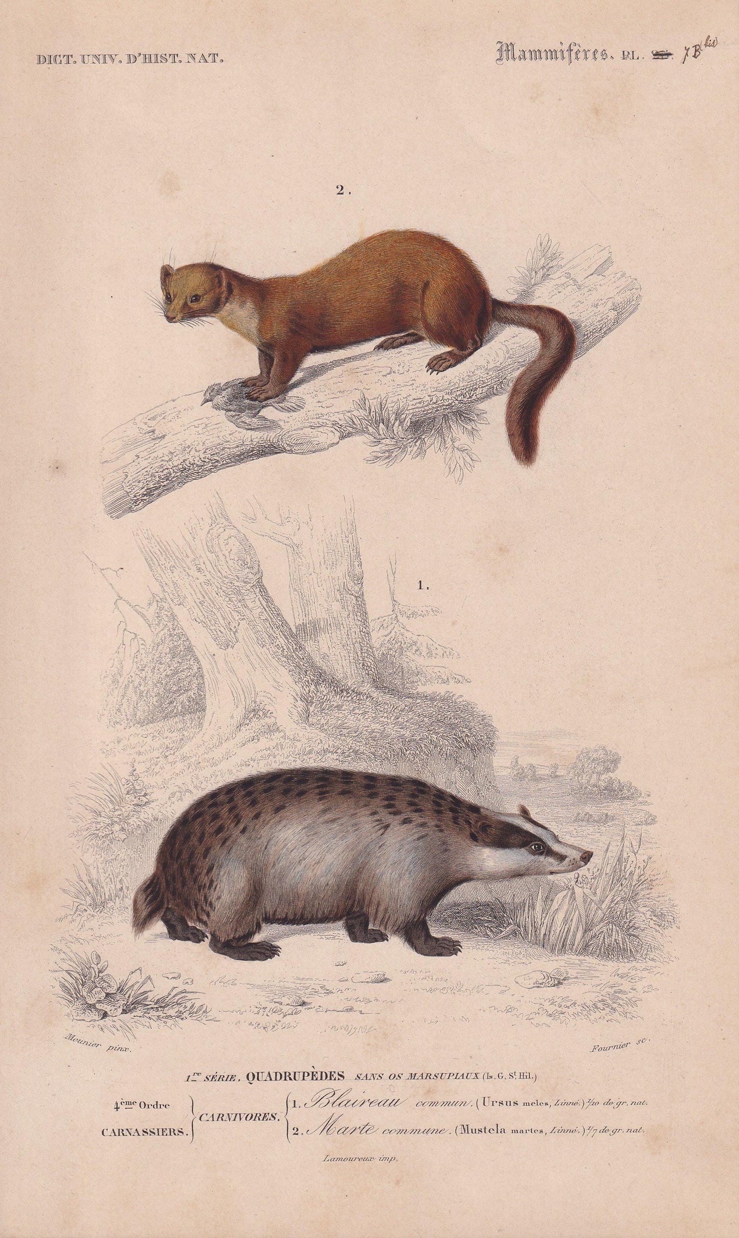 1861 BADGER & PINE MARTEN Print - Hand-Coloured Antique - Orbigny - Animal Wall Art - Gift Decor - 19th Century - 5.75 x 9.75 Inches