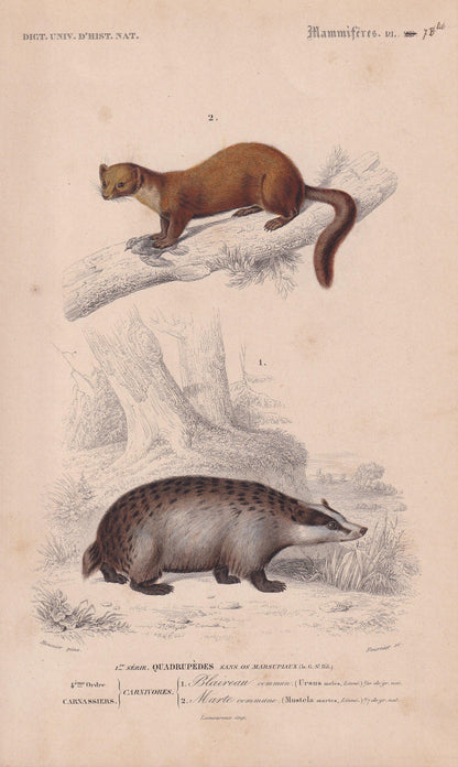 1861 BADGER & PINE MARTEN Print - Hand-Coloured Antique - Orbigny - Animal Wall Art - Gift Decor - 19th Century - 5.75 x 9.75 Inches