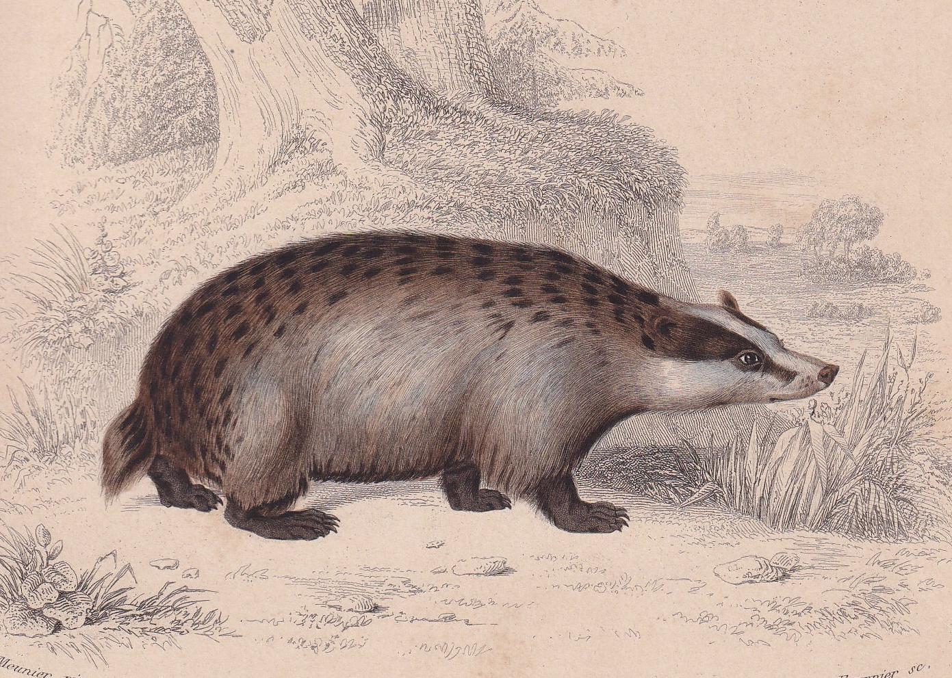 1861 BADGER & PINE MARTEN Print - Hand-Coloured Antique - Orbigny - Animal Wall Art - Gift Decor - 19th Century - 5.75 x 9.75 Inches