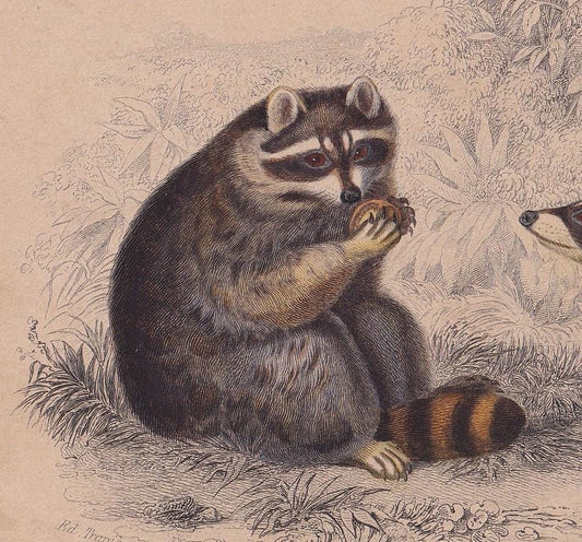 1861 RACCOON Print - Hand-Coloured Antique - Orbigny - Animal Wall Art - Gift Decor - 19th Century - 5.75 x 9.75 Inches