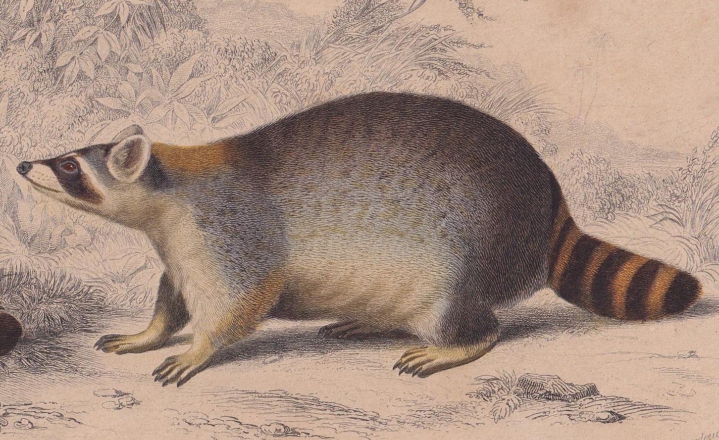 1861 RACCOON Print - Hand-Coloured Antique - Orbigny - Animal Wall Art - Gift Decor - 19th Century - 5.75 x 9.75 Inches