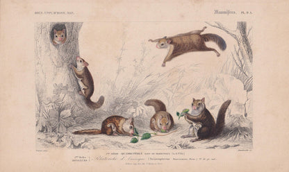 1861 AMERICAN FLYING SQUIRREL Print - Hand-Coloured Antique - Orbigny - Animal Wall Art - Gift Decor - 19th Century - 5.75 x 9.75 Inches