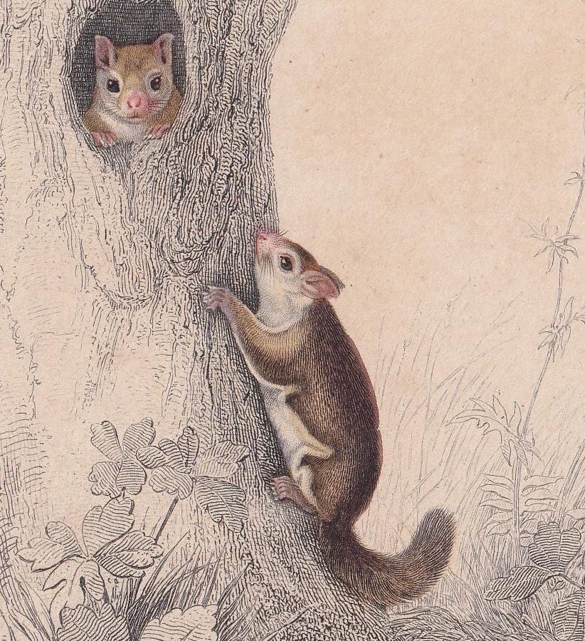 1861 AMERICAN FLYING SQUIRREL Print - Hand-Coloured Antique - Orbigny - Animal Wall Art - Gift Decor - 19th Century - 5.75 x 9.75 Inches
