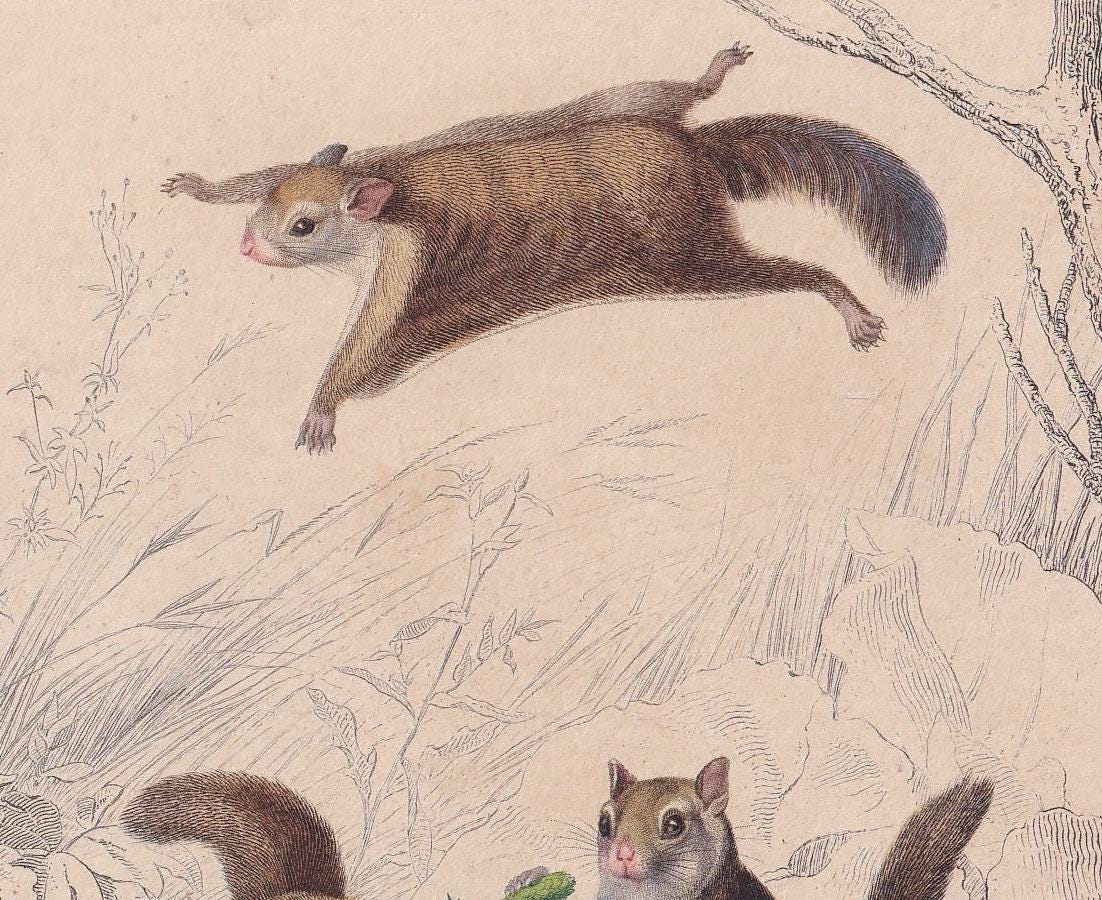 1861 AMERICAN FLYING SQUIRREL Print - Hand-Coloured Antique - Orbigny - Animal Wall Art - Gift Decor - 19th Century - 5.75 x 9.75 Inches