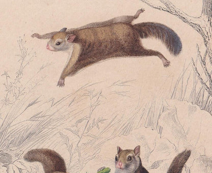 1861 AMERICAN FLYING SQUIRREL Print - Hand-Coloured Antique - Orbigny - Animal Wall Art - Gift Decor - 19th Century - 5.75 x 9.75 Inches