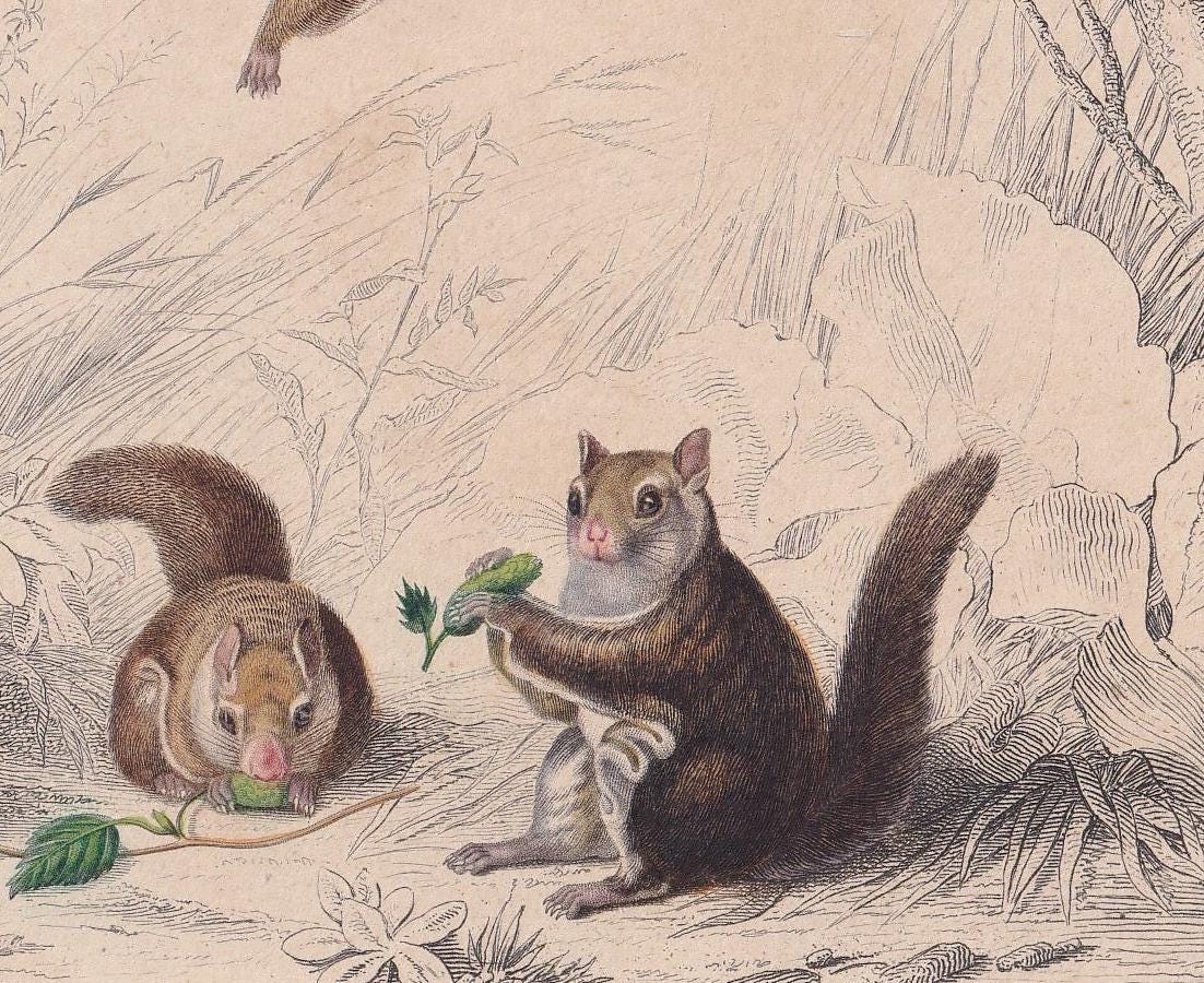 1861 AMERICAN FLYING SQUIRREL Print - Hand-Coloured Antique - Orbigny - Animal Wall Art - Gift Decor - 19th Century - 5.75 x 9.75 Inches