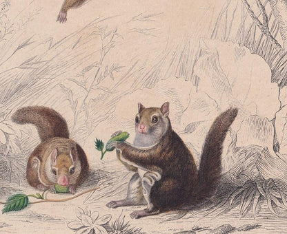 1861 AMERICAN FLYING SQUIRREL Print - Hand-Coloured Antique - Orbigny - Animal Wall Art - Gift Decor - 19th Century - 5.75 x 9.75 Inches